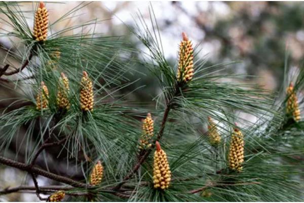 十大松花粉的排行榜，推荐铭锡堂、北国雪珍等