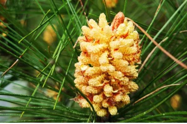 十大松花粉的排行榜，推荐铭锡堂、北国雪珍等