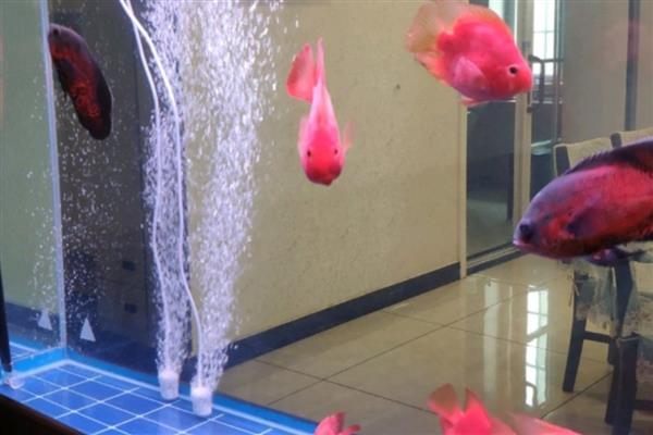 鹦鹉鱼的最佳水温,最佳生长水温是25-30℃