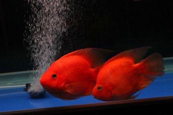 鹦鹉鱼的最佳水温,最佳生长水温是25-30℃