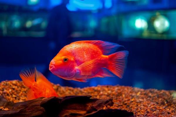 鹦鹉鱼的最佳水温,最佳生长水温是25-30℃