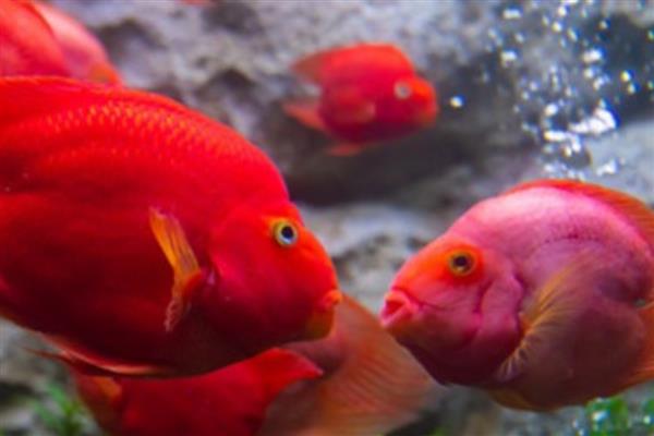 鹦鹉鱼的最佳水温,最佳生长水温是25-30℃