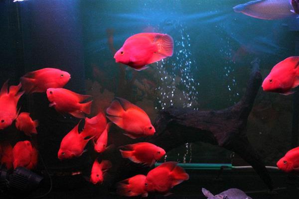 鹦鹉鱼的最佳水温,最佳生长水温是25-30℃