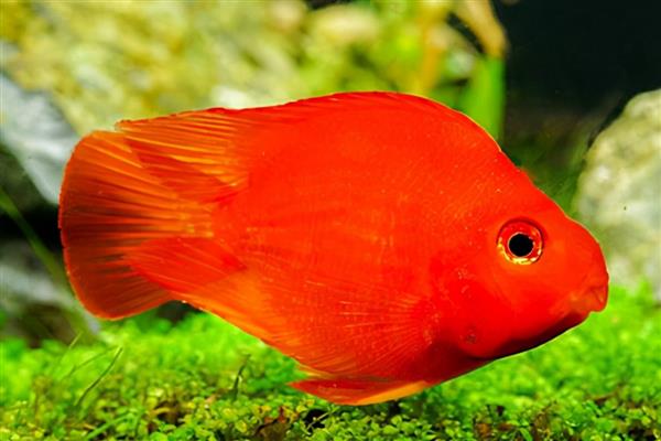 鹦鹉鱼的最佳水温,最佳生长水温是25-30℃