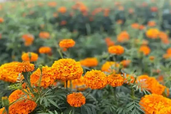 万寿菊有什么花语，具有健康长寿、友情友谊、甜蜜的爱情等含义