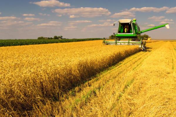 中冠麦1号小麦种子特征特性，适宜播期为10月5日～15日