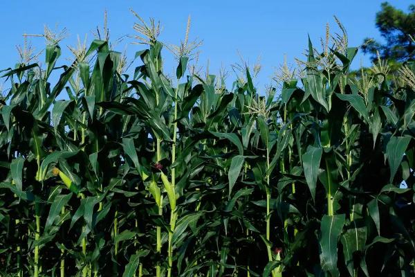 玉尊915玉米品种简介，平均生育期133天