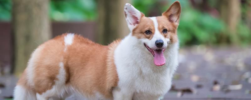 柯基犬好养吗，有优点也有缺点