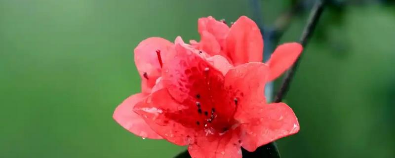 杜鹃花掉叶子和花朶的原因，土壤不适或施肥不当均会导致