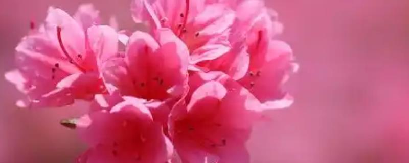 杜鹃花的叶子边为什么会变焦，一般是光照太强、严重缺水等原因导致