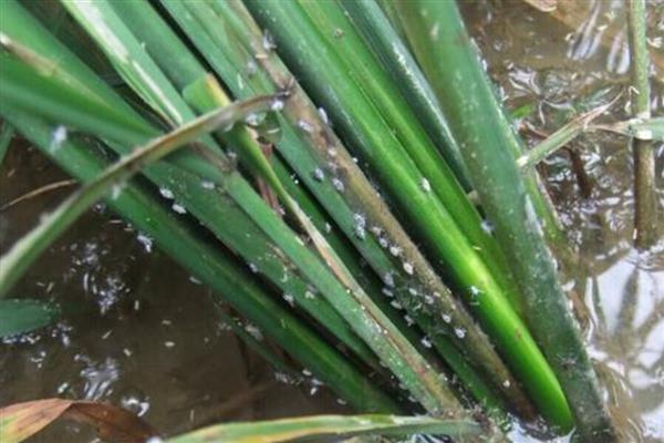 稻飞虱的生长适温，以15-30℃为宜