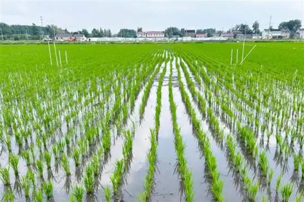 稻飞虱的生长适温，以15-30℃为宜