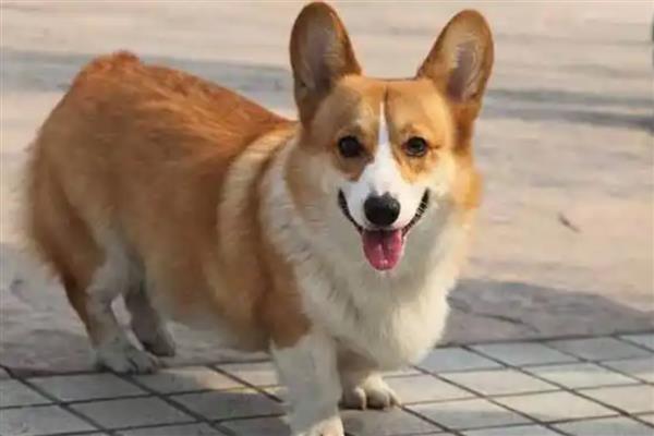 柯基犬好养吗，有优点也有缺点