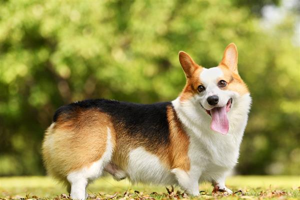 柯基犬好养吗，有优点也有缺点