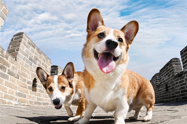 柯基犬好养吗，有优点也有缺点