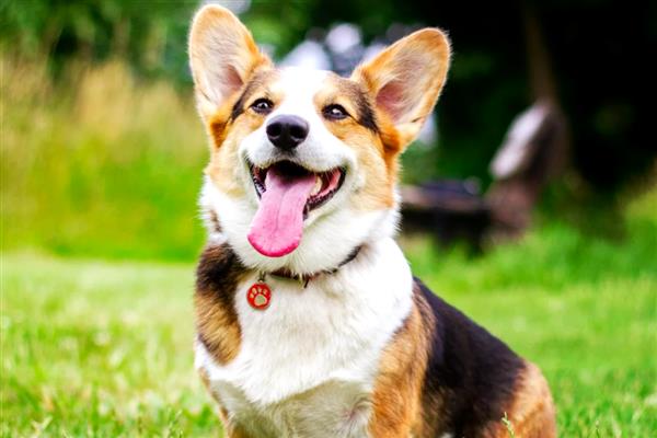 柯基犬好养吗，有优点也有缺点