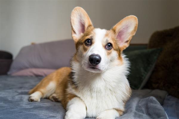柯基犬好养吗，有优点也有缺点