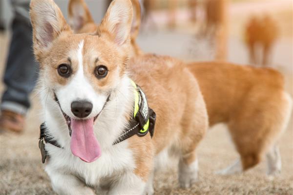 柯基犬好养吗，有优点也有缺点
