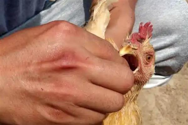 鸡不吃东西如何处理，视情况采取针对性措施