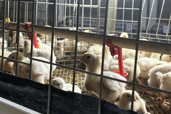鸡不吃东西如何处理，视情况采取针对性措施