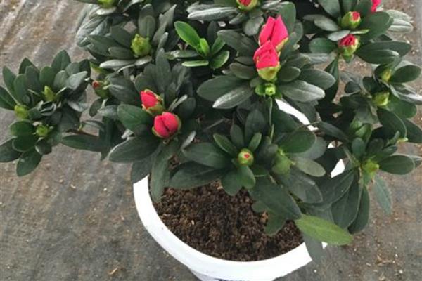 杜鹃花掉叶子和花朶的原因，土壤不适或施肥不当均会导致