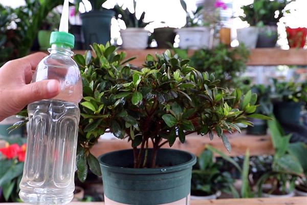 杜鹃花掉叶子和花朶的原因，土壤不适或施肥不当均会导致