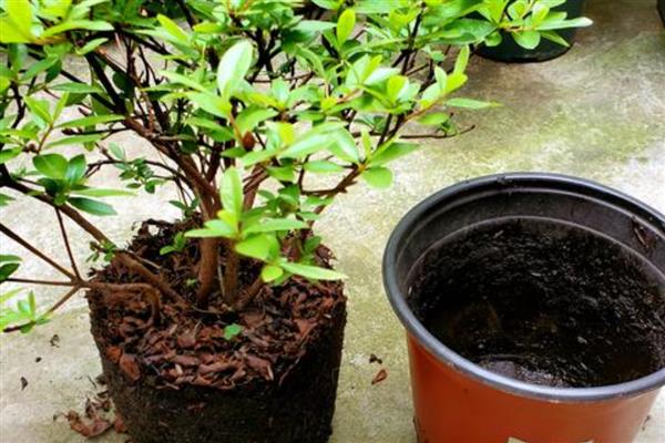 杜鹃花掉叶子和花朶的原因，土壤不适或施肥不当均会导致