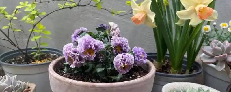 角堇怎么养殖，每天晒光4小时左右可促进分枝生长