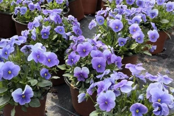 角堇怎么养殖,每天晒光4小时左右可促进分枝生长