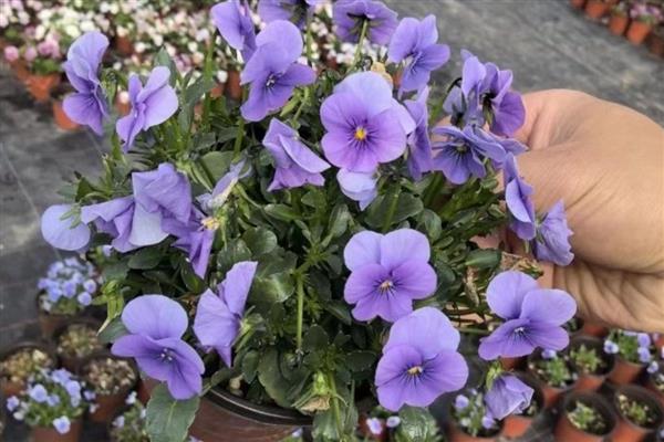 角堇怎么养殖,每天晒光4小时左右可促进分枝生长