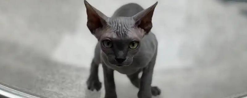 哪些猫咪不掉毛，常见斯芬克斯猫、东斯基猫等品种