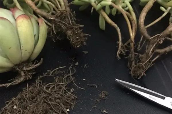 多肉怎么种植，适宜在春秋季节进行