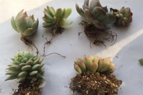 多肉怎么种植，适宜在春秋季节进行