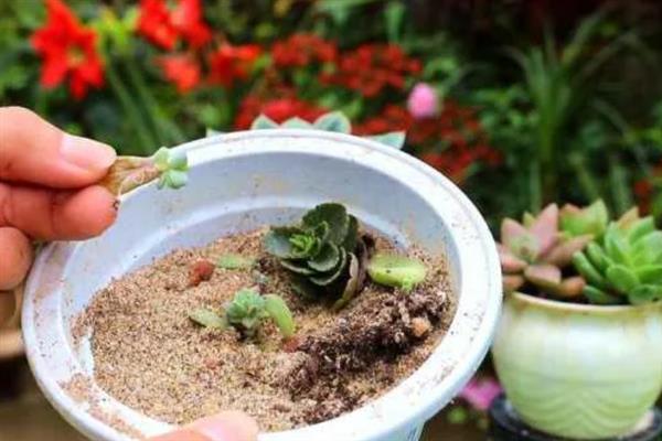 多肉怎么种植，适宜在春秋季节进行
