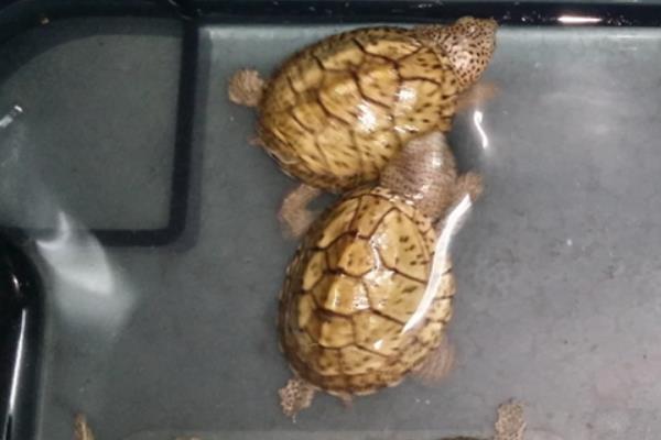麝香龟是深水龟还是浅水龟，是一种深水龟