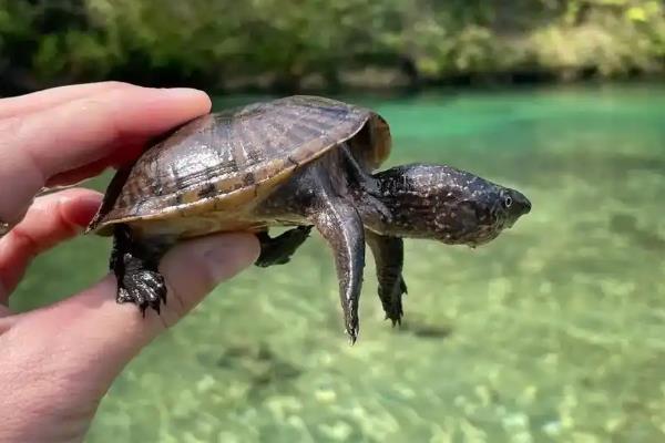 麝香龟是深水龟还是浅水龟，是一种深水龟