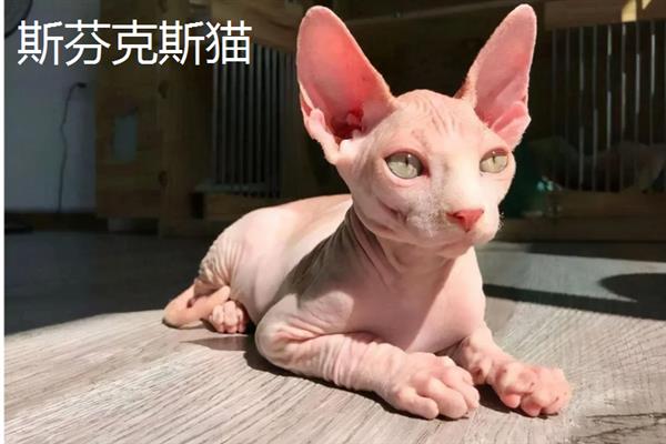 哪些猫咪不掉毛，常见斯芬克斯猫、东斯基猫等品种