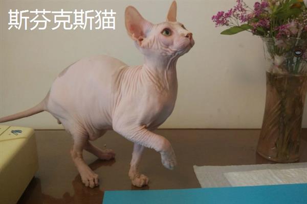哪些猫咪不掉毛，常见斯芬克斯猫、东斯基猫等品种