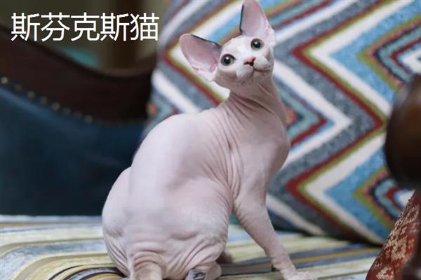 哪些猫咪不掉毛，常见斯芬克斯猫、东斯基猫等品种