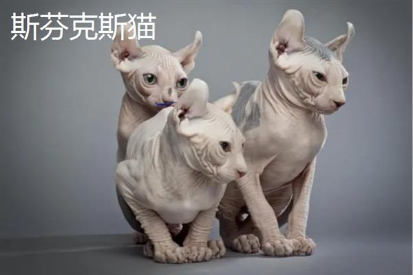 哪些猫咪不掉毛，常见斯芬克斯猫、东斯基猫等品种