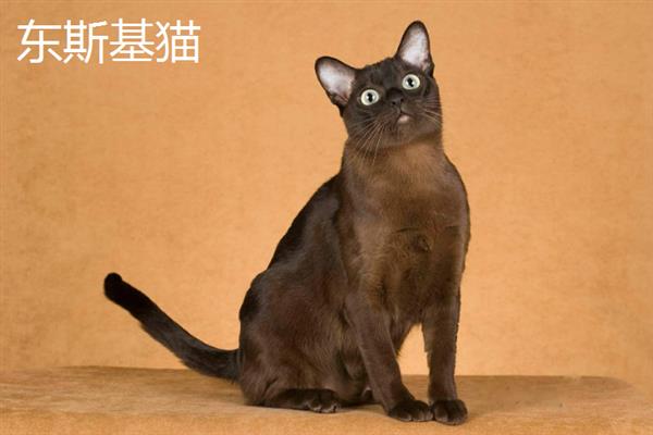 哪些猫咪不掉毛，常见斯芬克斯猫、东斯基猫等品种