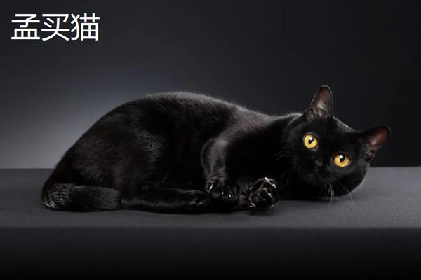 哪些猫咪不掉毛，常见斯芬克斯猫、东斯基猫等品种