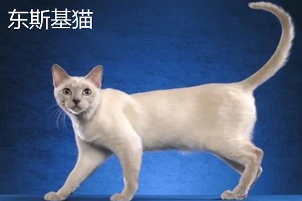 哪些猫咪不掉毛，常见斯芬克斯猫、东斯基猫等品种