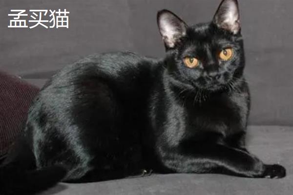 哪些猫咪不掉毛，常见斯芬克斯猫、东斯基猫等品种