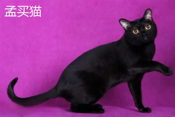 哪些猫咪不掉毛，常见斯芬克斯猫、东斯基猫等品种
