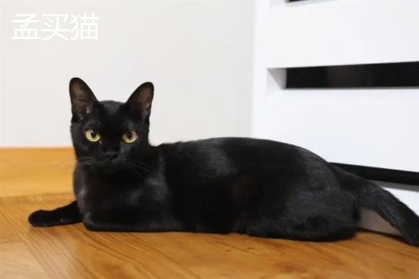 哪些猫咪不掉毛，常见斯芬克斯猫、东斯基猫等品种
