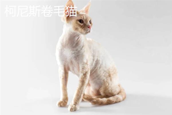 哪些猫咪不掉毛，常见斯芬克斯猫、东斯基猫等品种