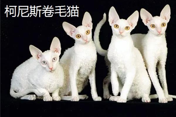 哪些猫咪不掉毛，常见斯芬克斯猫、东斯基猫等品种