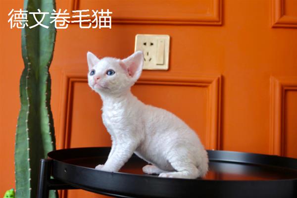 哪些猫咪不掉毛，常见斯芬克斯猫、东斯基猫等品种