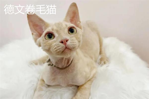 哪些猫咪不掉毛，常见斯芬克斯猫、东斯基猫等品种
